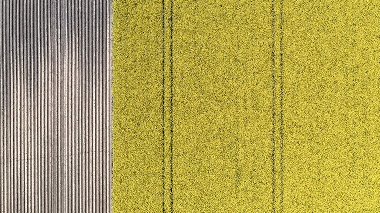 Aerial view of a canola field
