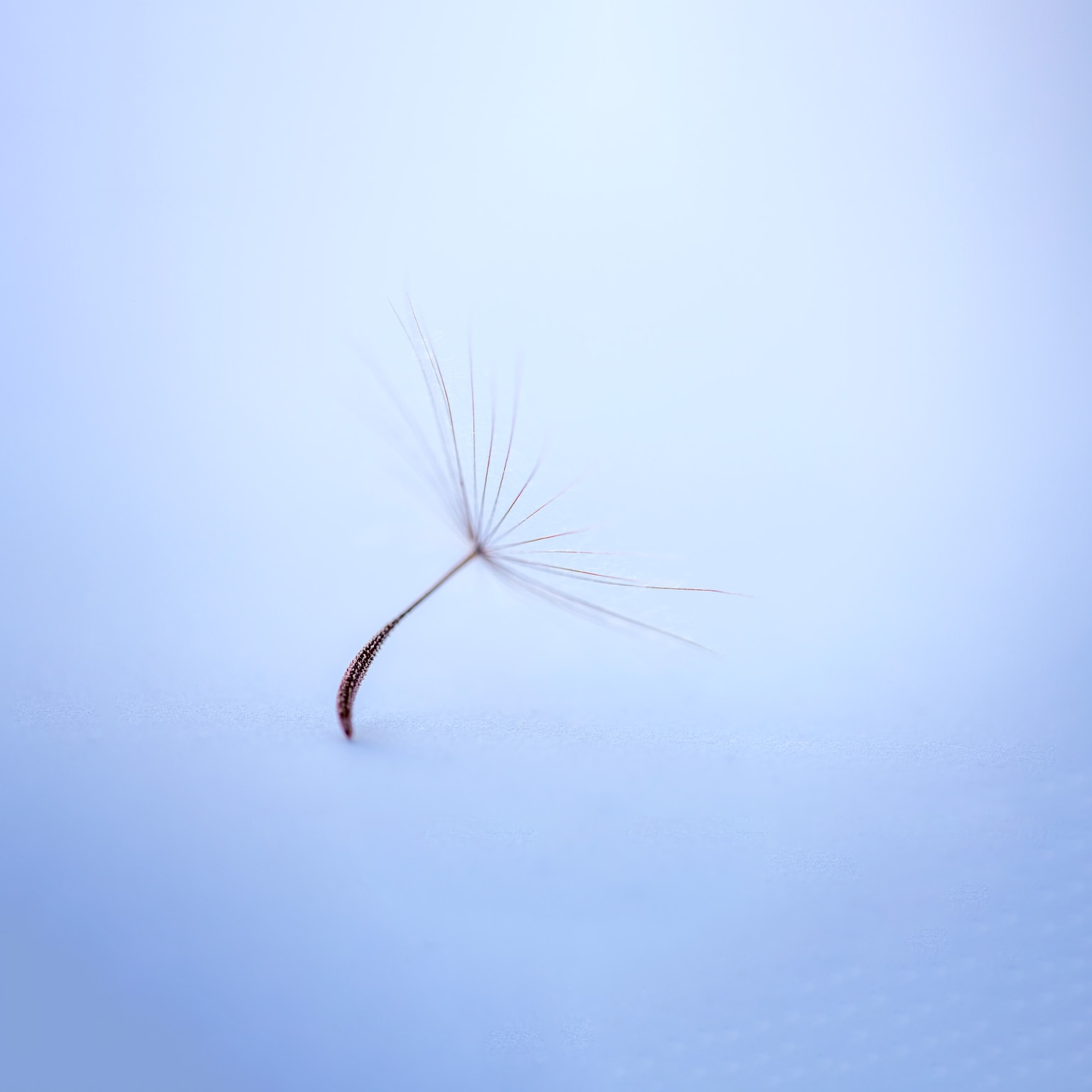 A delicate dandelion seed photographed up close on a seamless background of light blue.