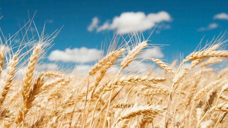 Wheat ears in bright sunshine under blue sky