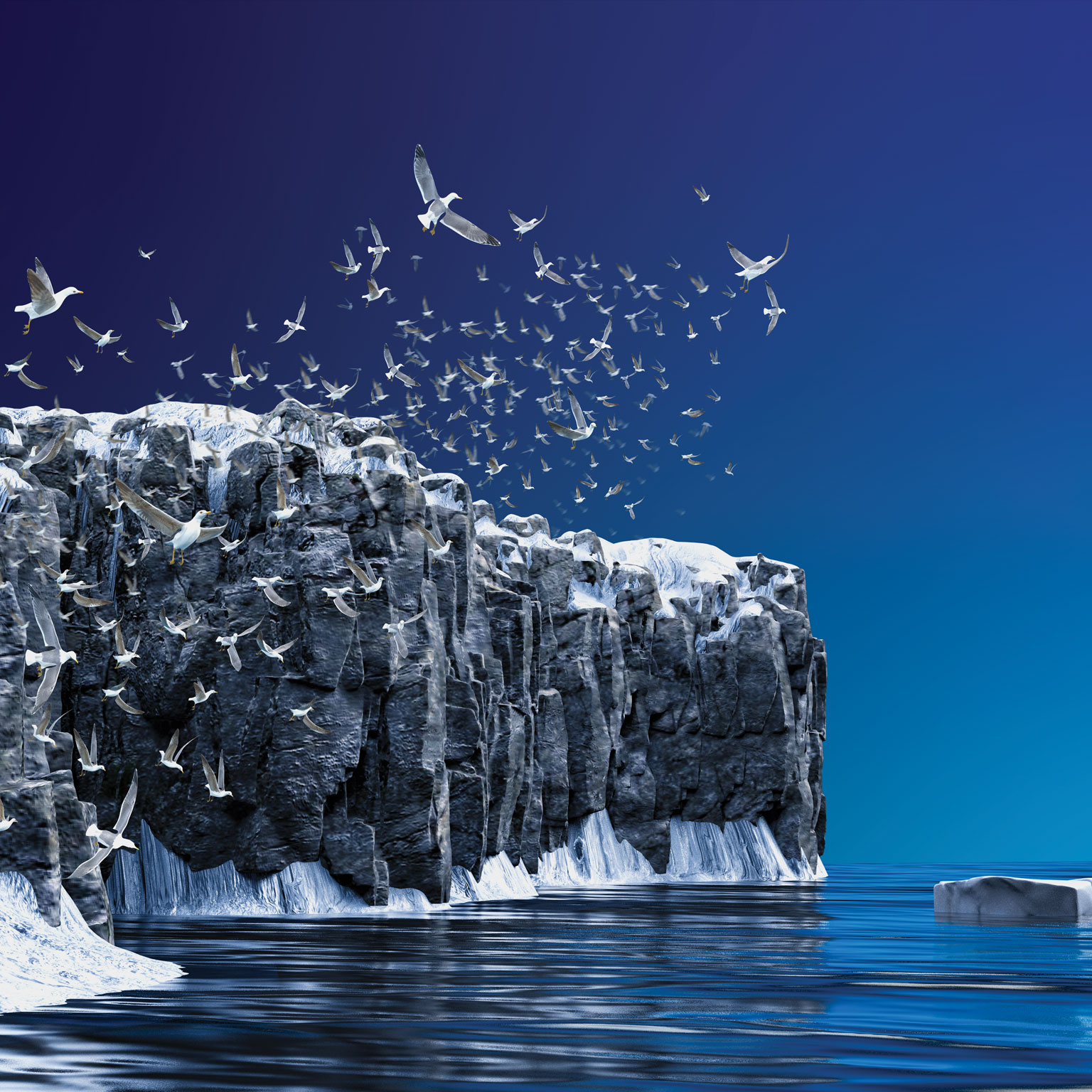 Snow-covered sea cliff with birds flying past