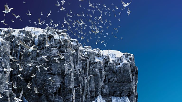 Snow-covered sea cliff with birds flying past