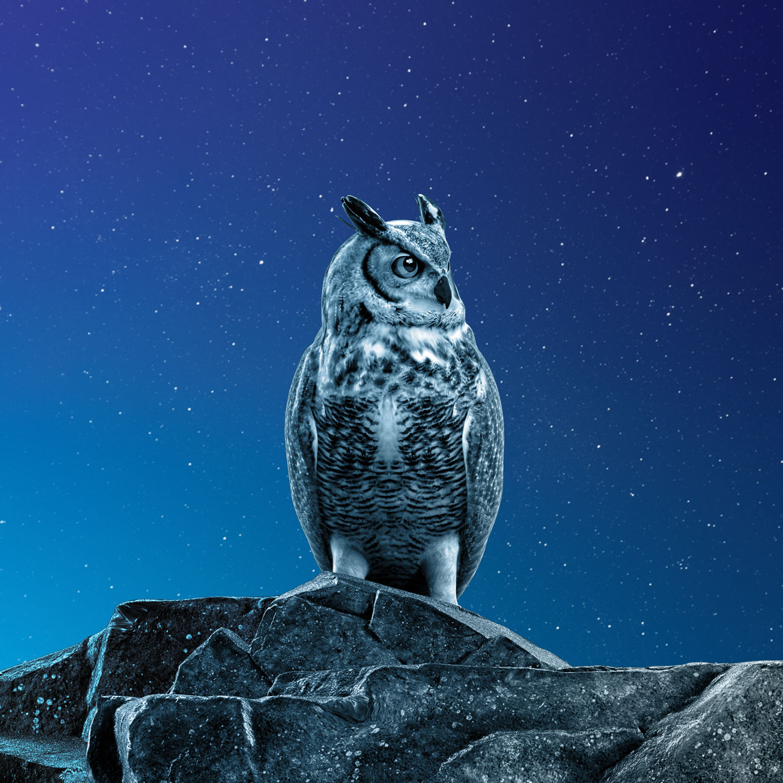 Owl perched on a rock