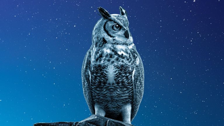 Owl perched on a rock