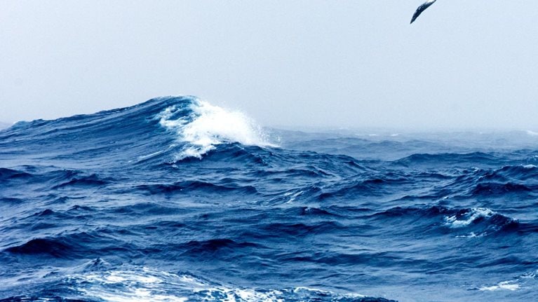 Wandering Albatross in flight over a rough sea