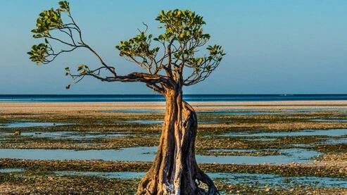 Finance Solutions for Nature: Pathways to Returns and Outcomes