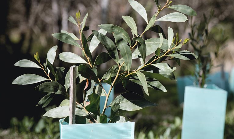 Scaling voluntary carbon markets to help meet climate goals