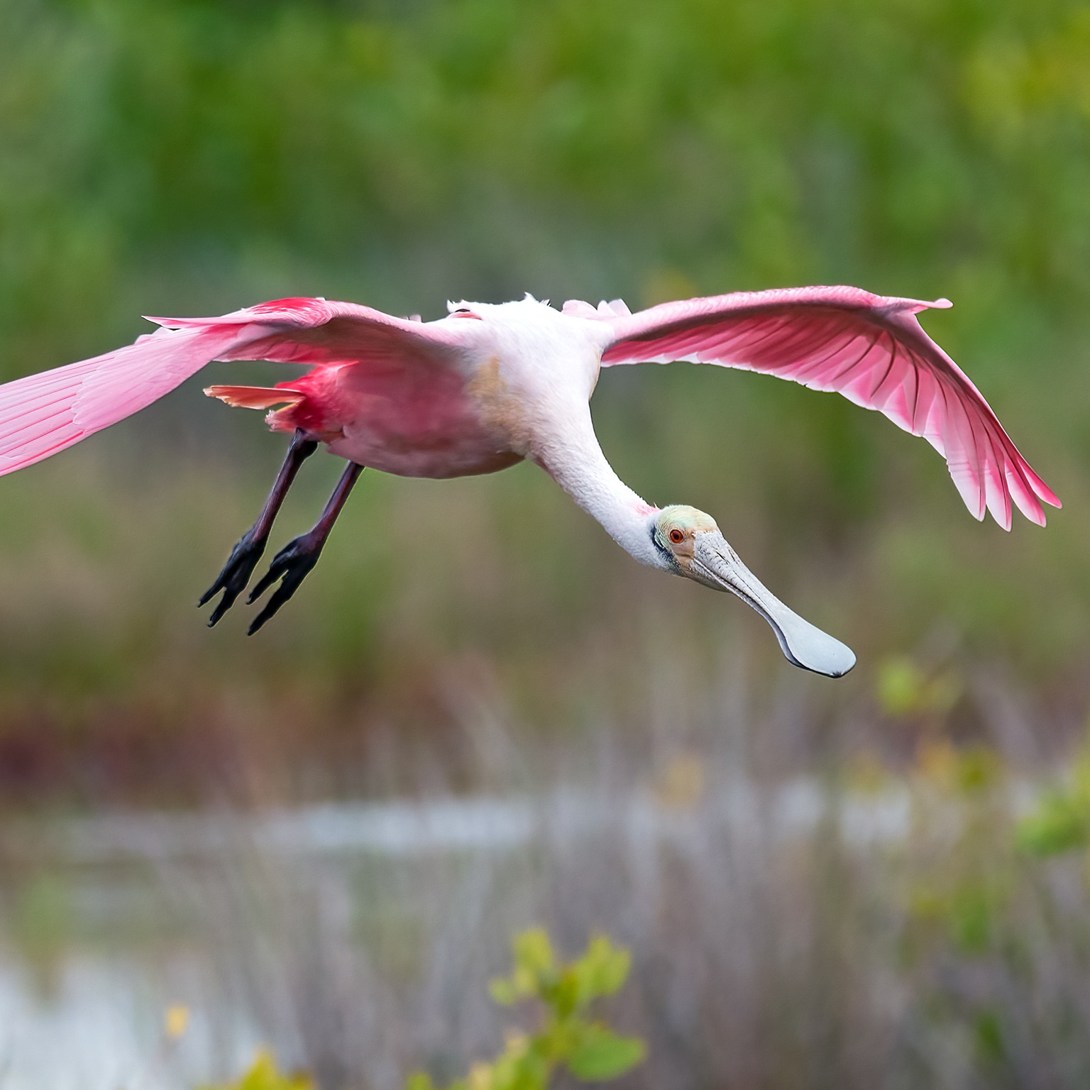Roseate Spoonbill landing