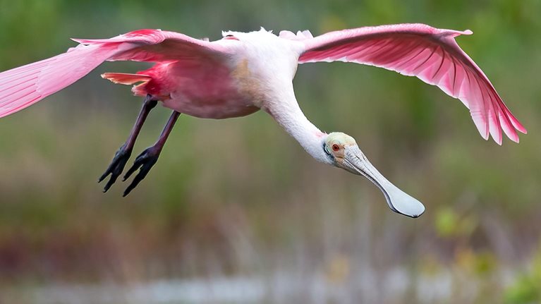 Roseate Spoonbill landing