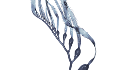 Kelp