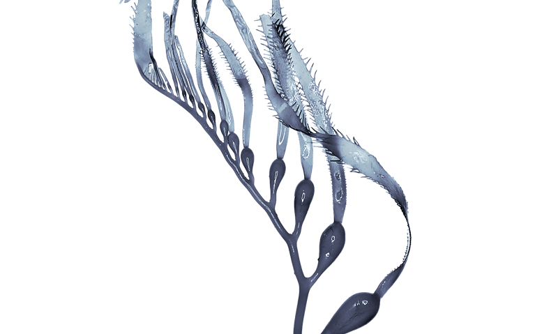 Blue carbon: The potential of coastal and oceanic climate action