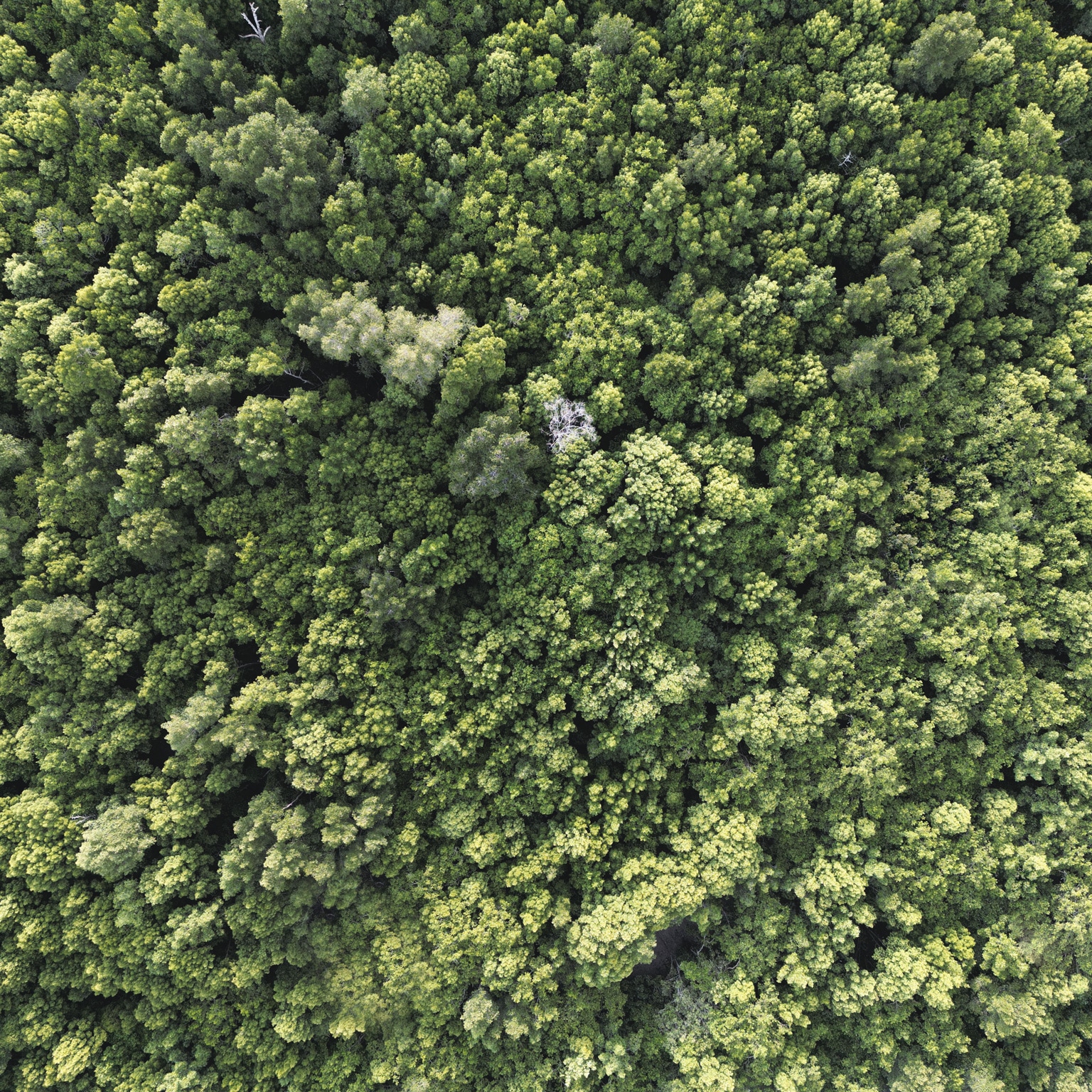 Beautiful drone aerial view of mangrove tree tops of Malaysia primary rainforest in summer - stock photo