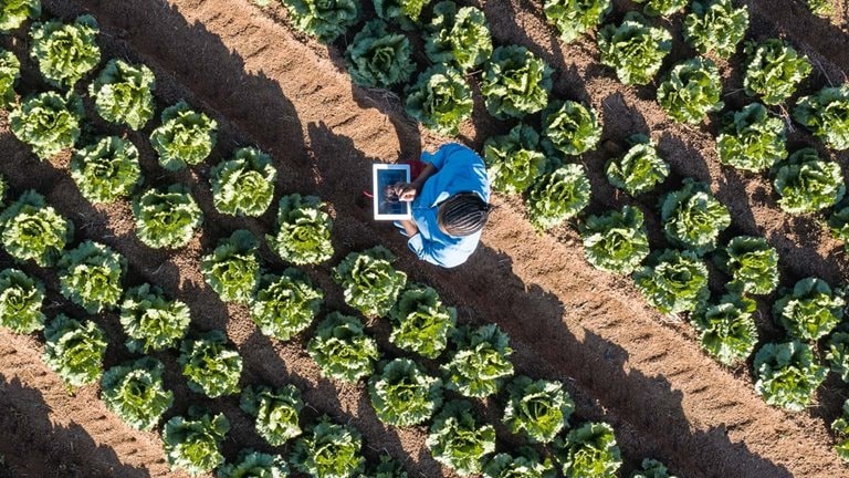 Aerial view of farmer using a digital tablet monitoring vegetables on farm