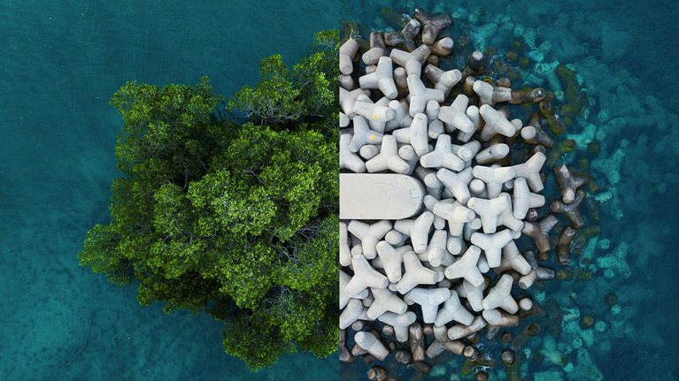 Mangrove trees and tetrapods next to each other surrounded by turquoise water.