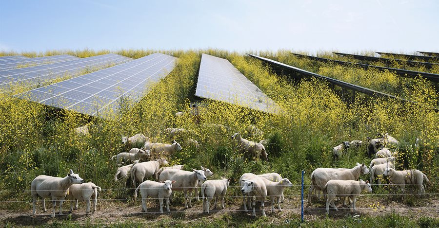 Sheep grazing mustard plants at solar farm