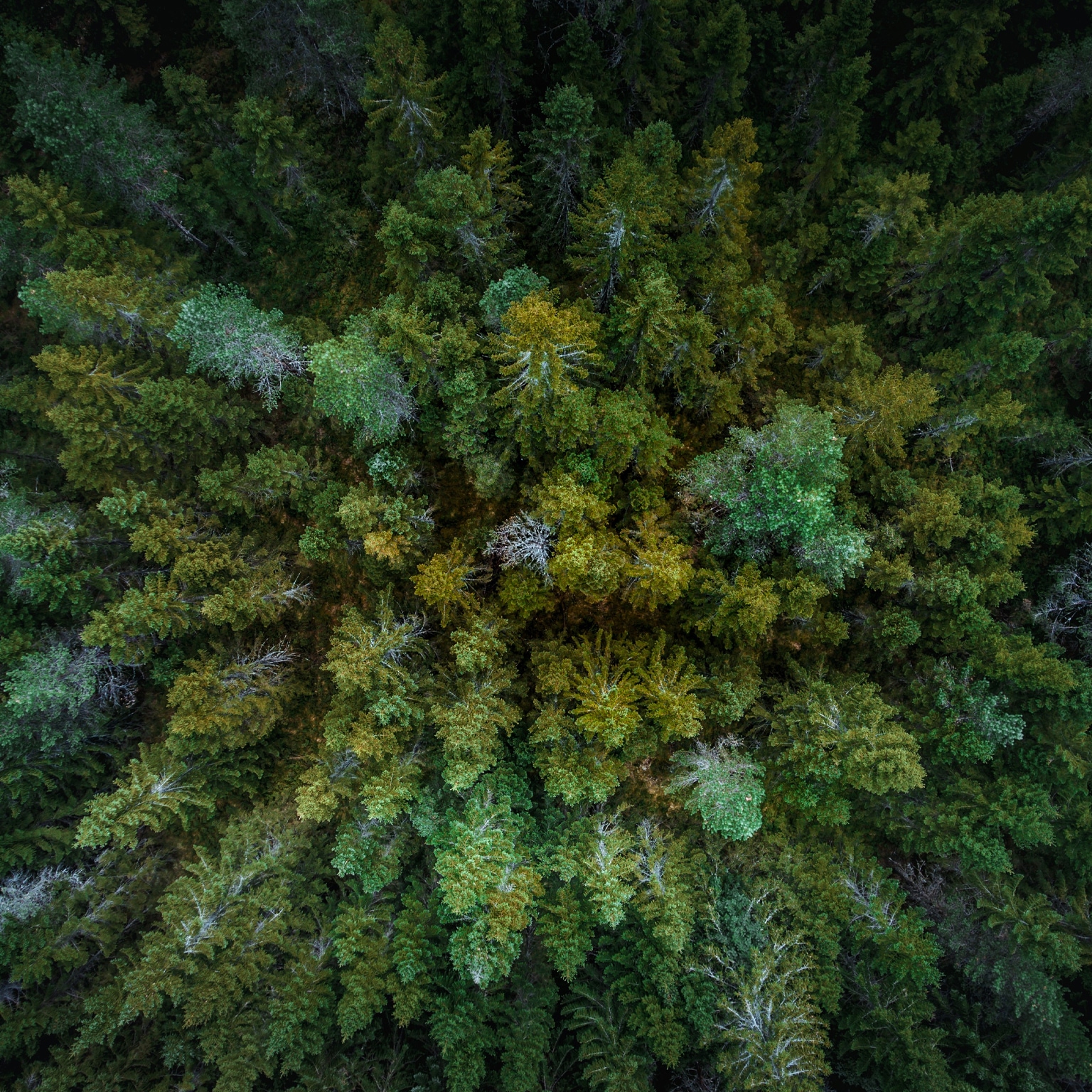 Net-Zero Forestry Sector