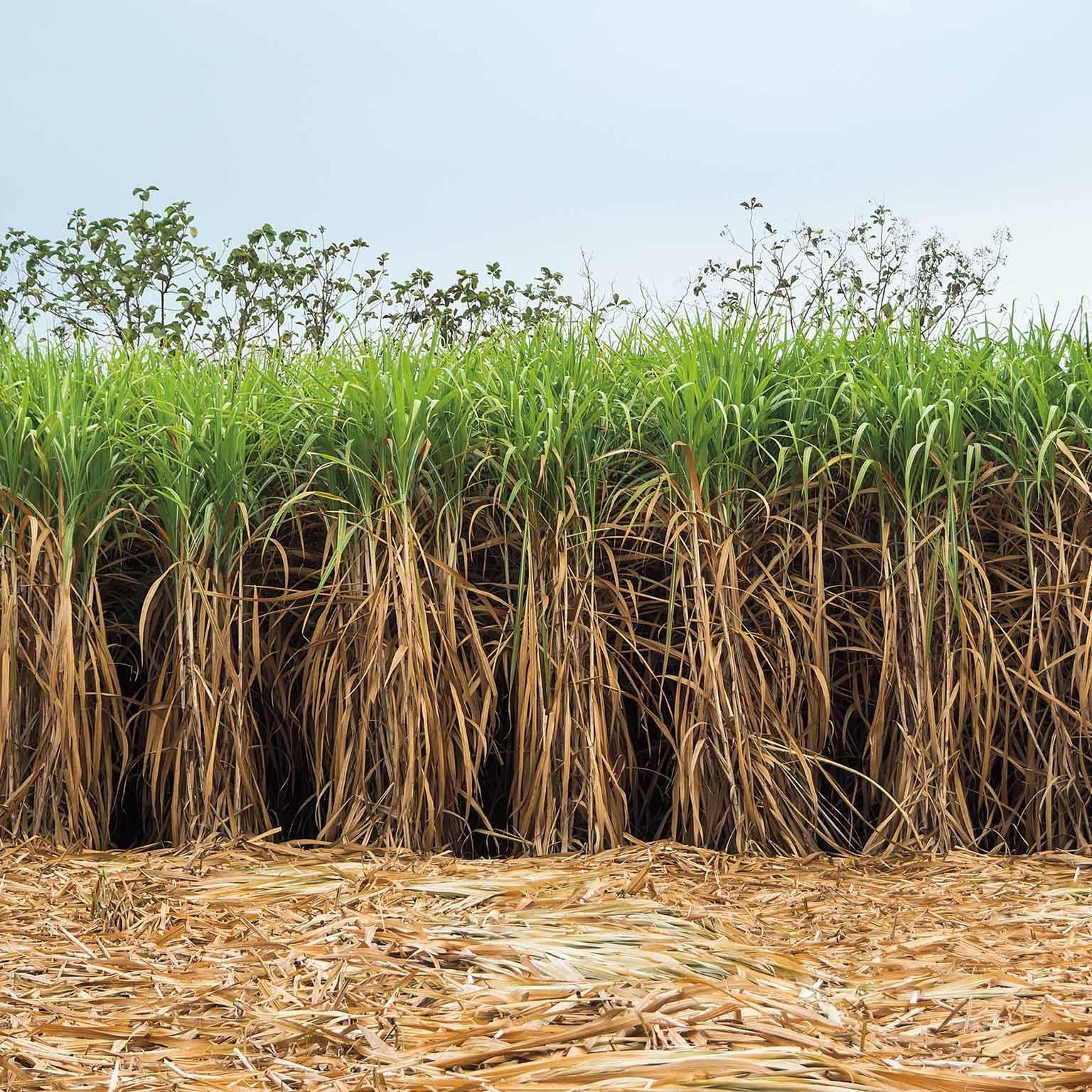 Insights-MoSRP-The-future-of-second-generation-biomass-1536x1536-500_Standard