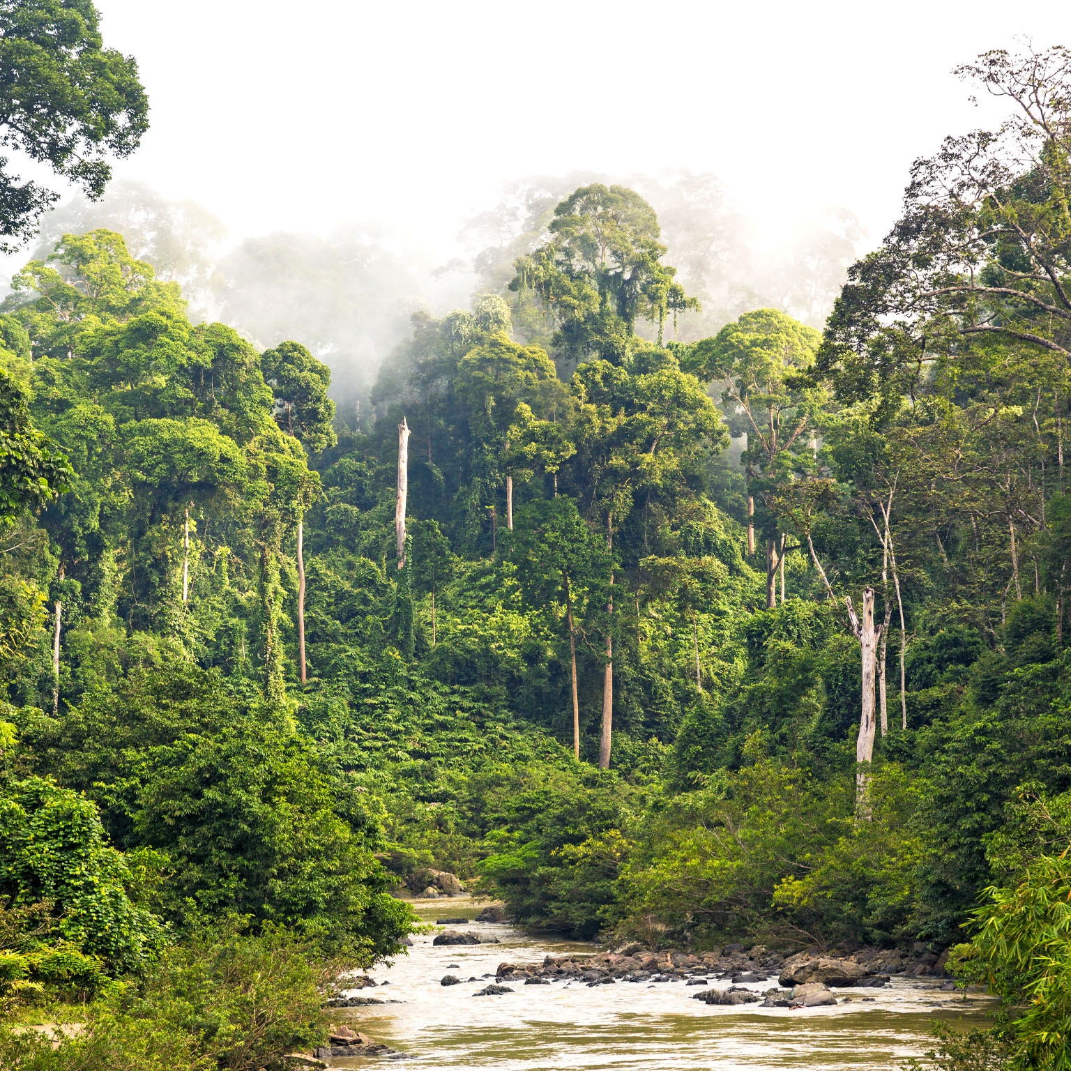 Mist & river through tropical rainforest, Sabah, Borneo, Malaysia