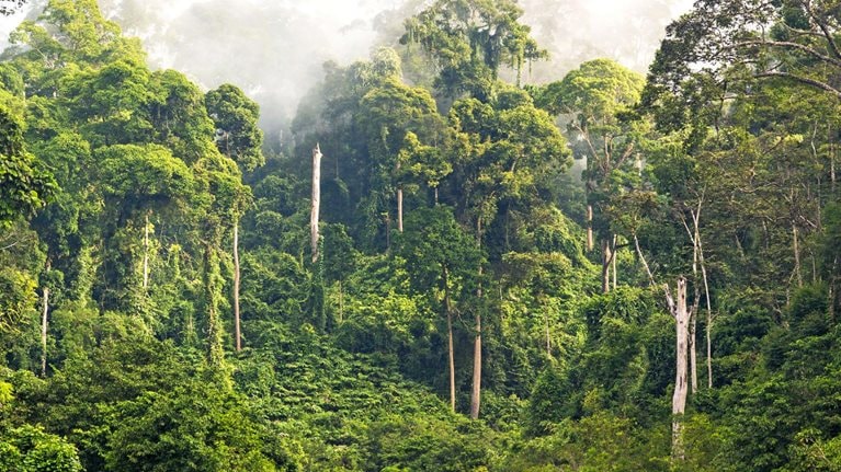 Mist & river through tropical rainforest, Sabah, Borneo, Malaysia