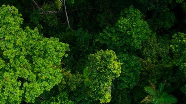 Nature-and-net-zero_thumbnail