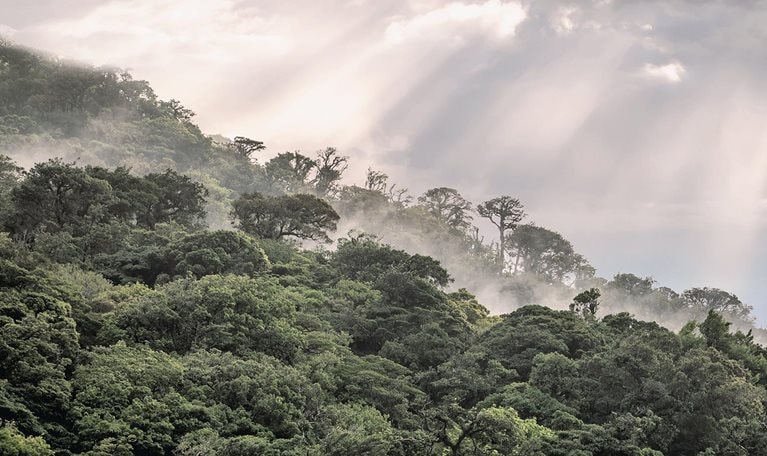 Why investing in nature is key to climate mitigation