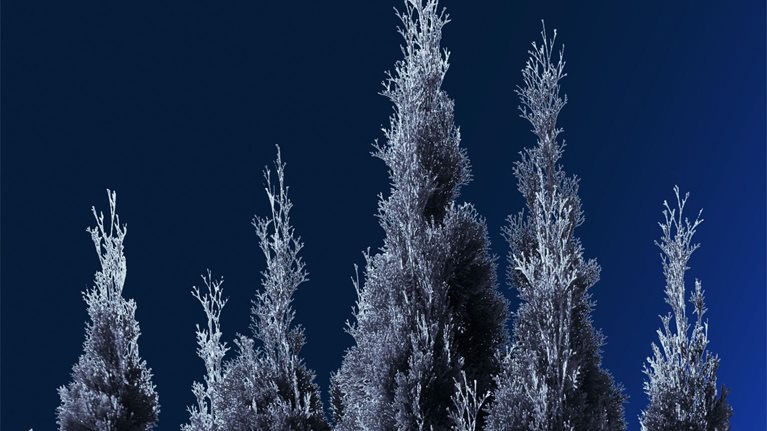 Beyond decarbonization Scaling investment in natural capital and carbon removals