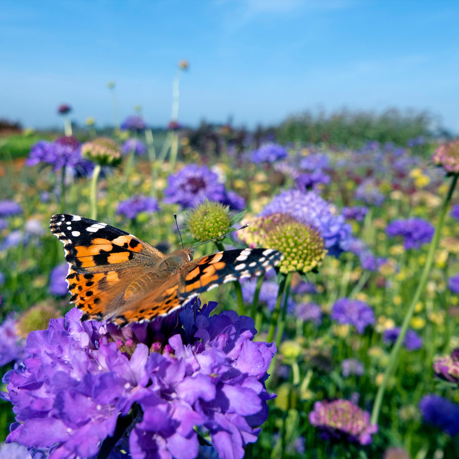 Monarch butterfly on top of a blue Scabiosa flower. - stock photo