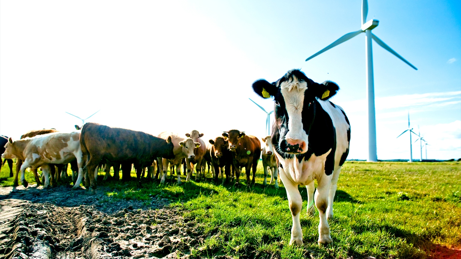 Most consumer companies are not on track to meet their decarbonization targets