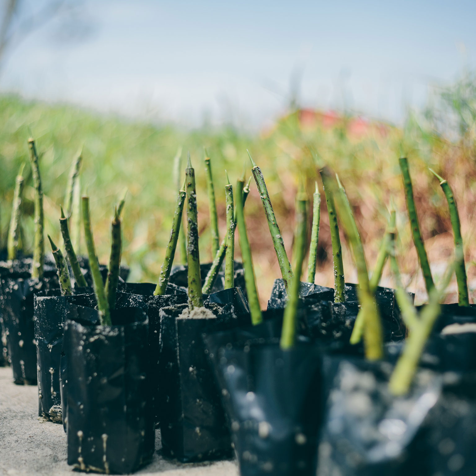 Negative-emissions solutions: How they work and what businesses can gain