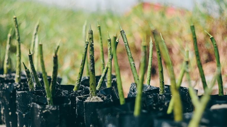 Negative-emissions solutions: How they work and what businesses can gain