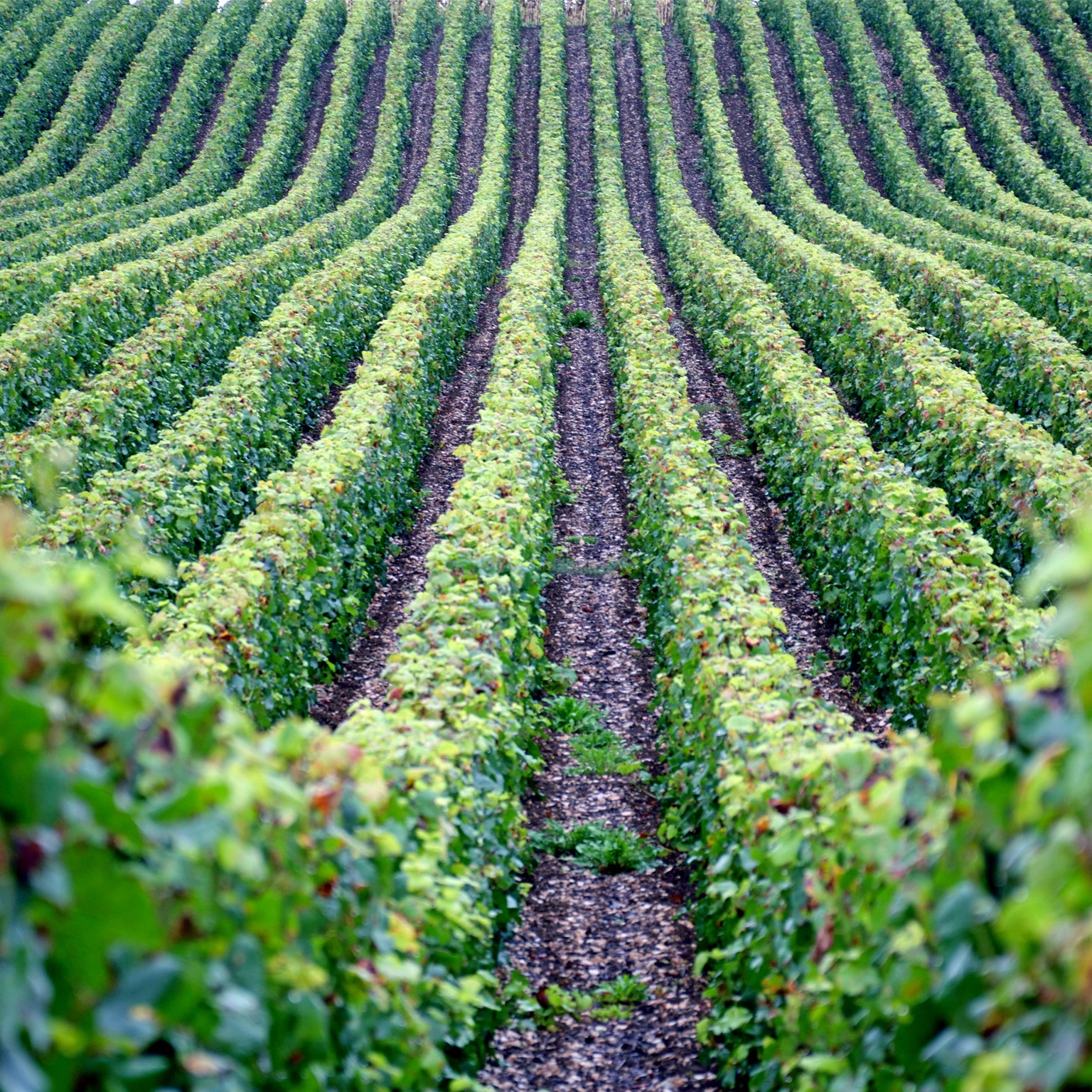 Vineyards in the French region of Champagne, more precisely in the Cote des Bars area, near Troyes. - stock photo