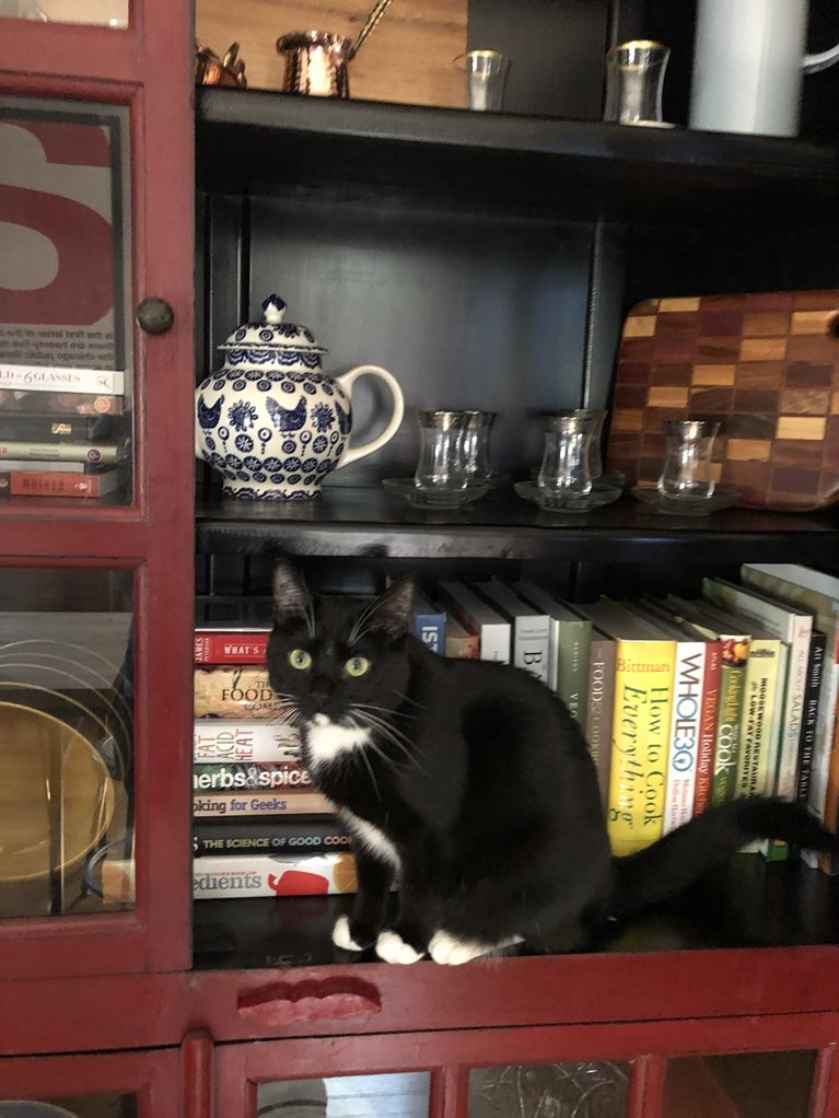 Black and white cat on bookshelf