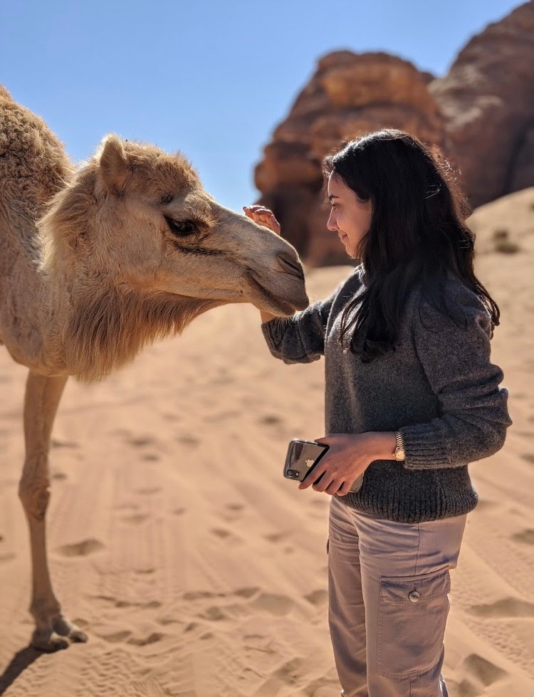 Aseel Camel