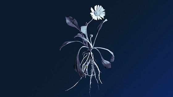 A illustration of a flower and roots