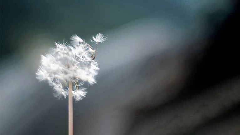 Image of a single dandelion in the wind