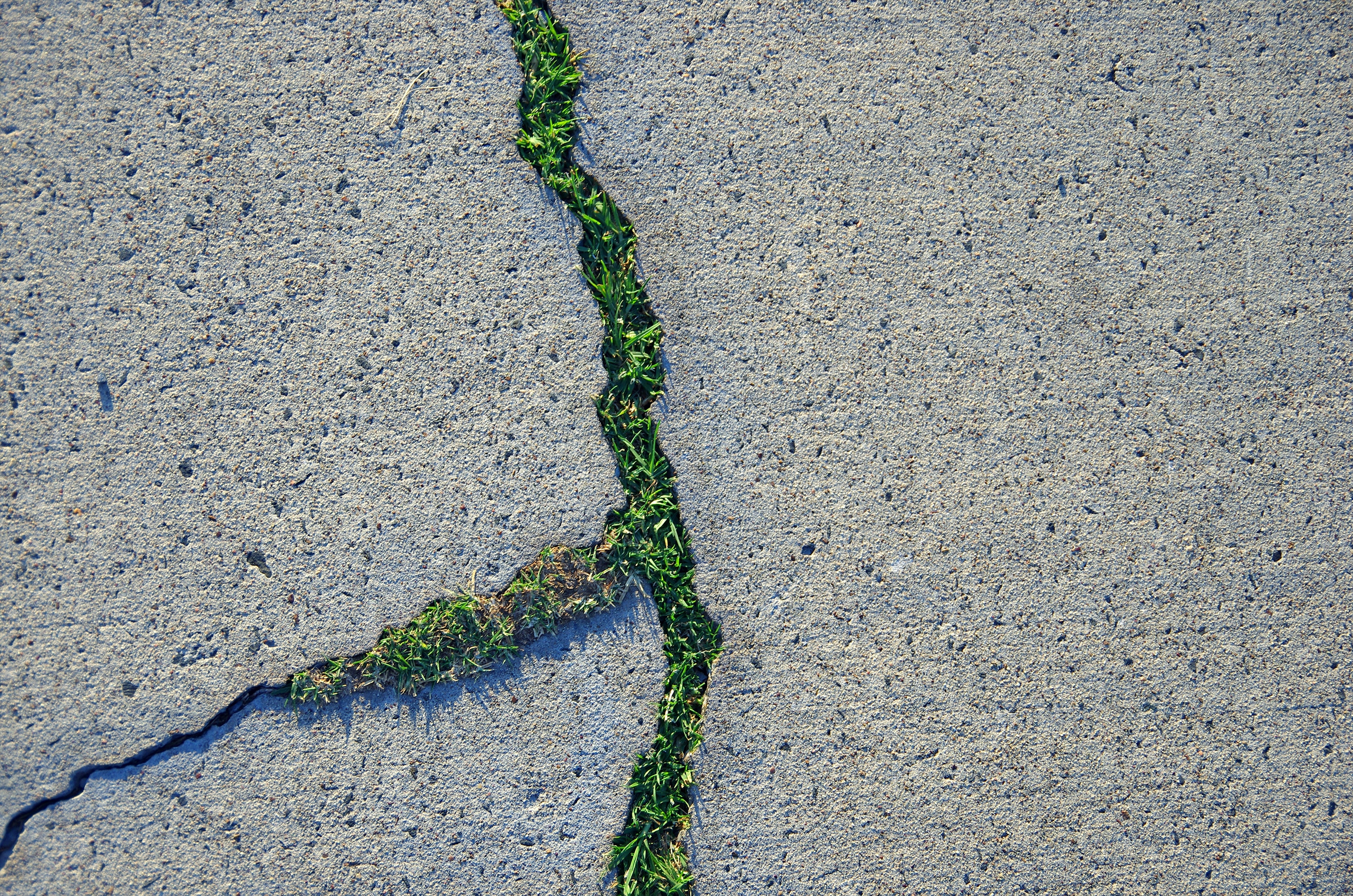 Grass growing through cracks in a concrete footpath