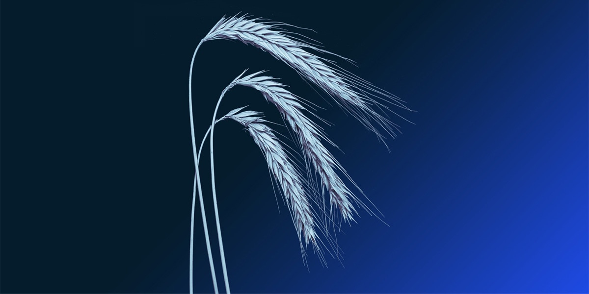Silhouette of a stalk of wheat