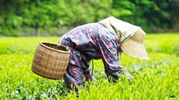 Strengthening Japanese agriculture to maximize global reach