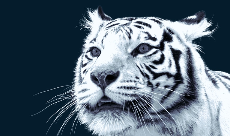 The trailblazing consumers in Asia propelling growth