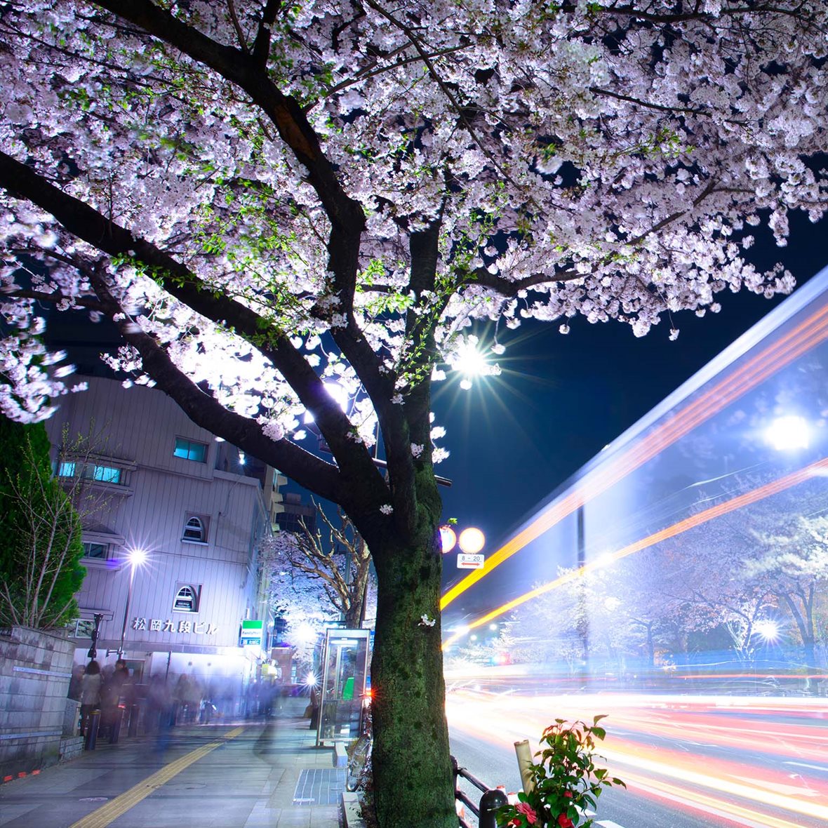 Cherry blossoms at night in Tokyo