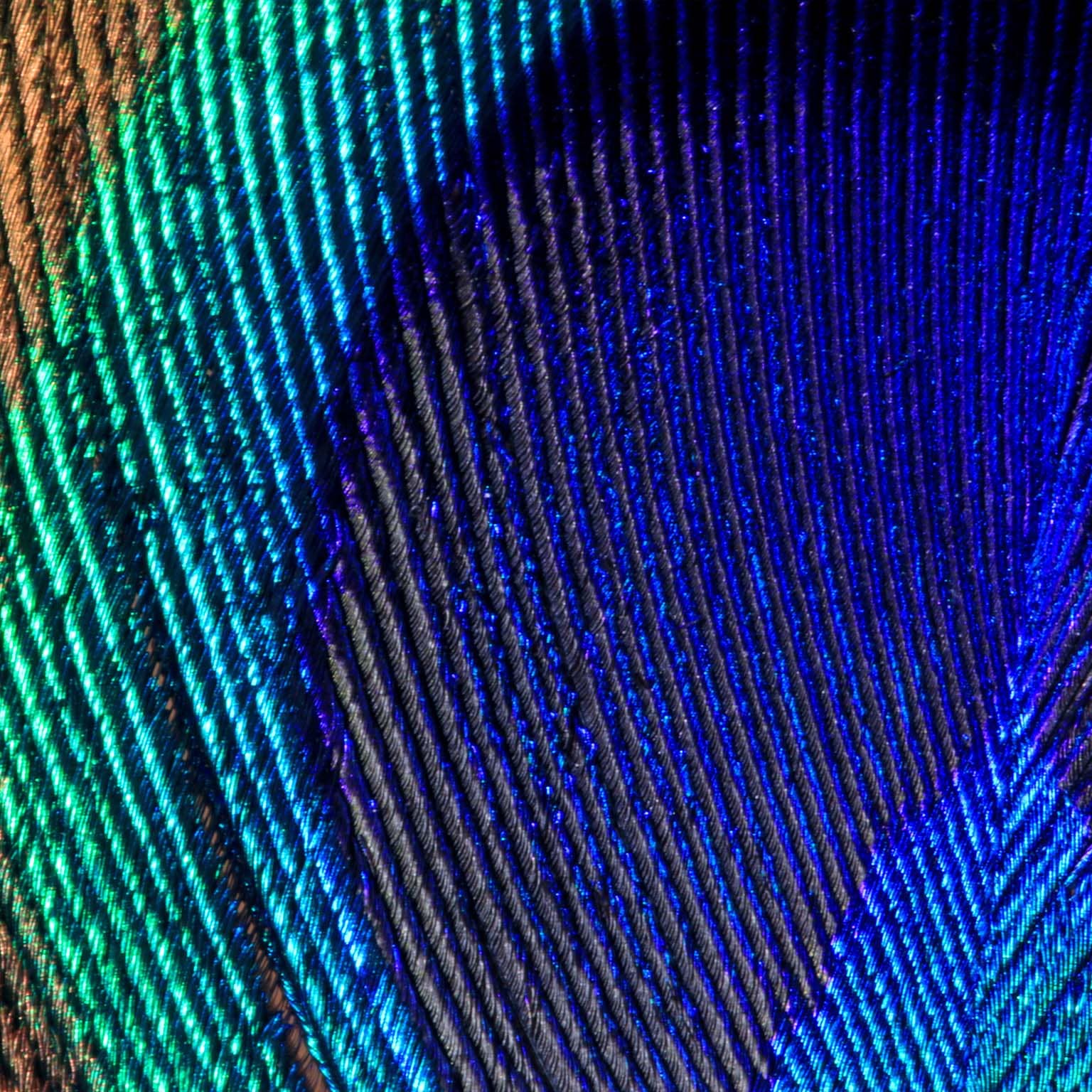 Extreme close up of a peacock tail feather showing details and markings in vibrant colors 