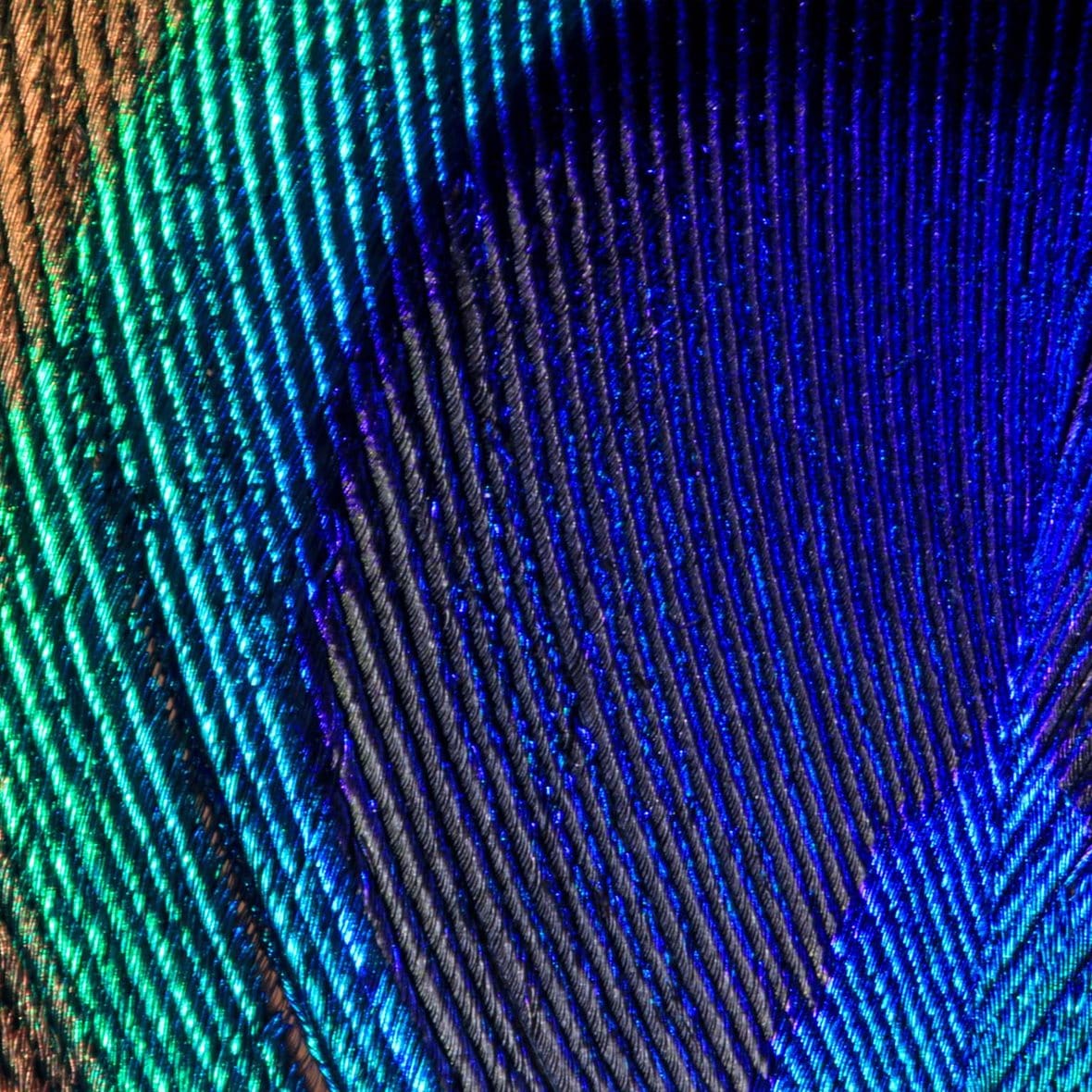 Extreme close up of a peacock tail feather showing details and markings in vibrant colors