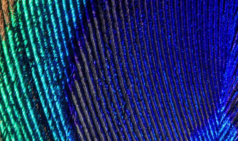 Extreme close up of a peacock tail feather showing details and markings in vibrant colors