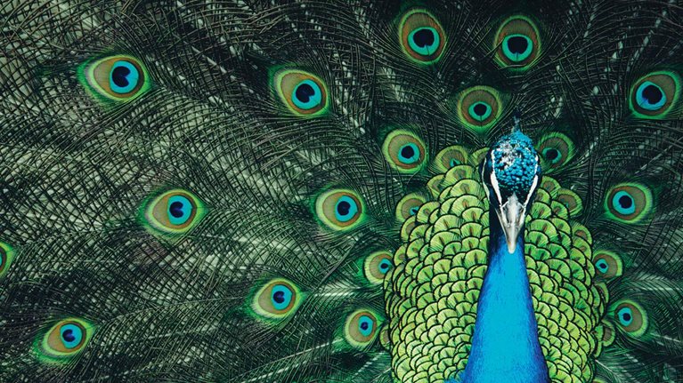 Confronting overconfidence in talent strategy, management, and development