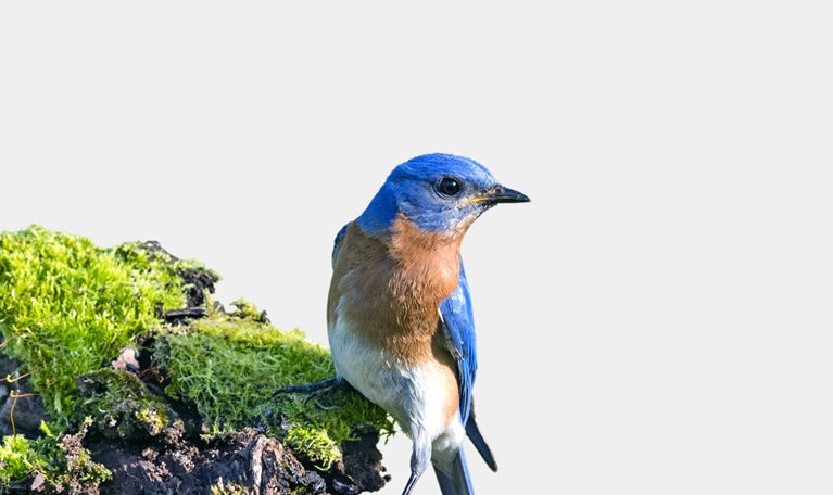 A male Eastern Bluebird perched on top of a mossy branch and set against a light blue background.