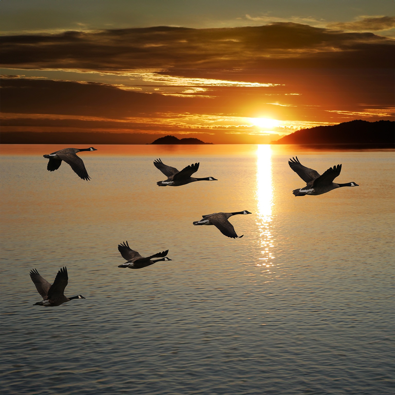 migrating canada geese in silhouette flying over lake at sunrise  - stock photo