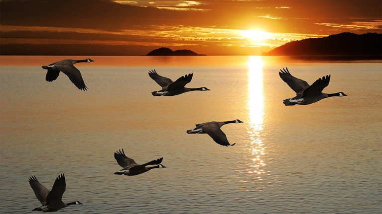 migrating canada geese in silhouette flying over lake at sunrise - stock photo