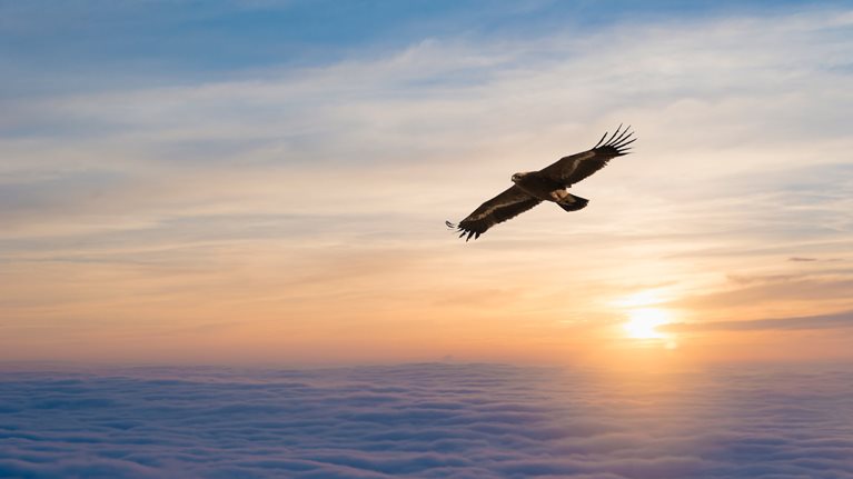 photo bird soaring over clouds with sunset in background