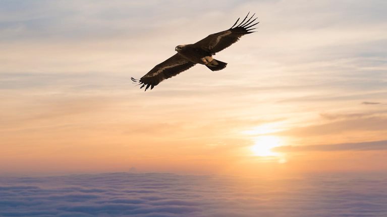 photo bird soaring over clouds with sunset in background