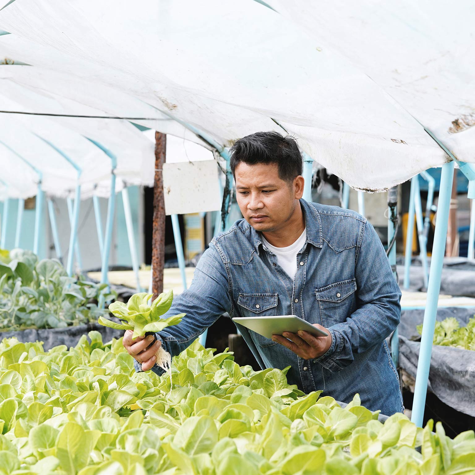 McKinsey Center for  Agricultural Transformation - Building capacity