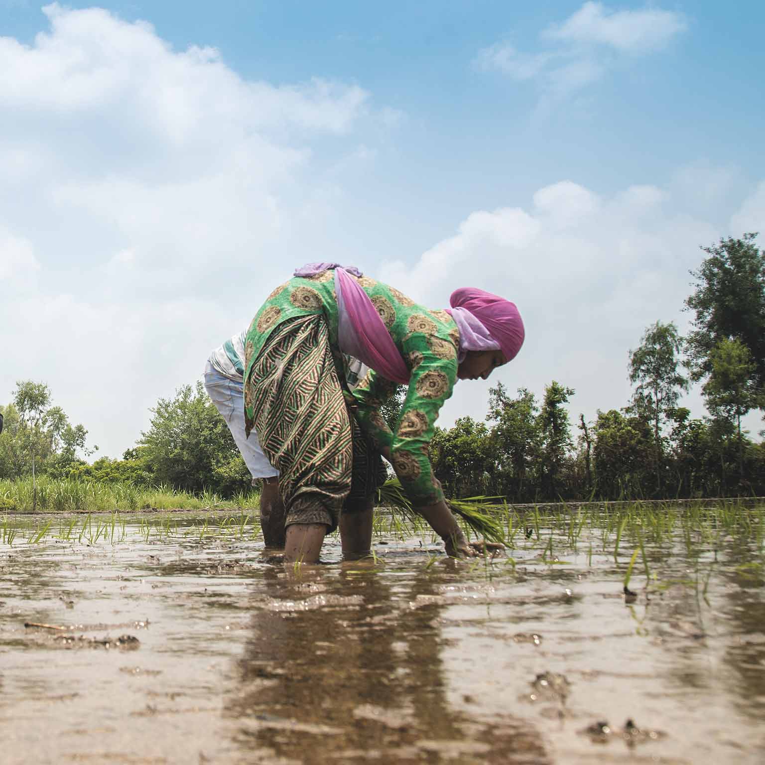 McKinsey Center for  Agricultural Transformation - Transformation strategy